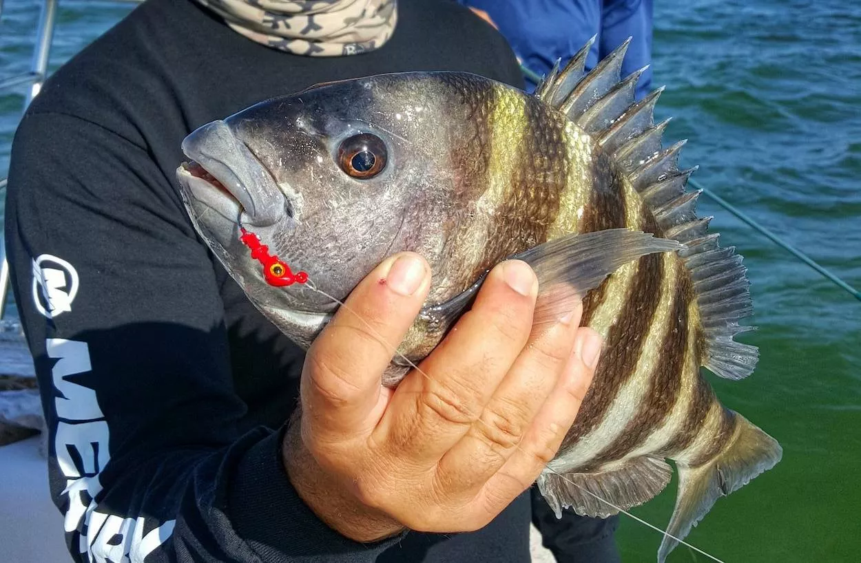 Florida sheepshead showing vertical black bar markings and incisor teeth caught fishing shallow water reefs