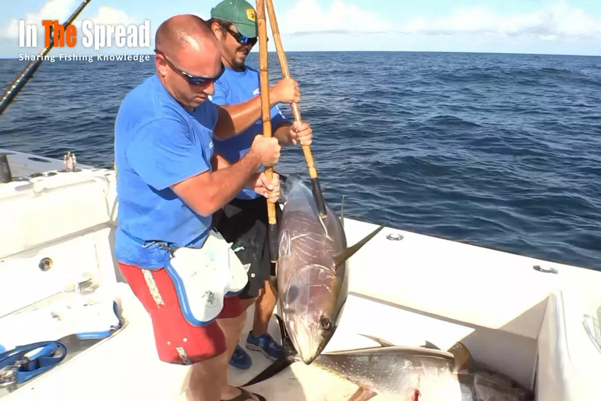 Chunking and Chumming Yellowfin Tuna