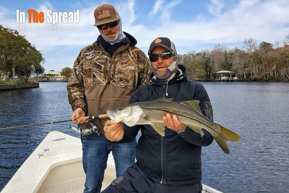 Live Bait for Winter Snook