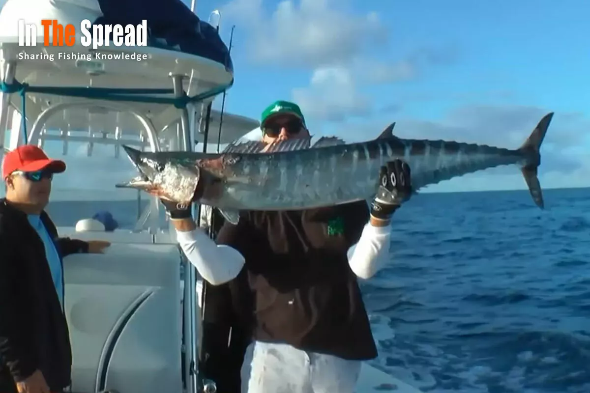 Wahoo Fish High Speed Trolling techniques