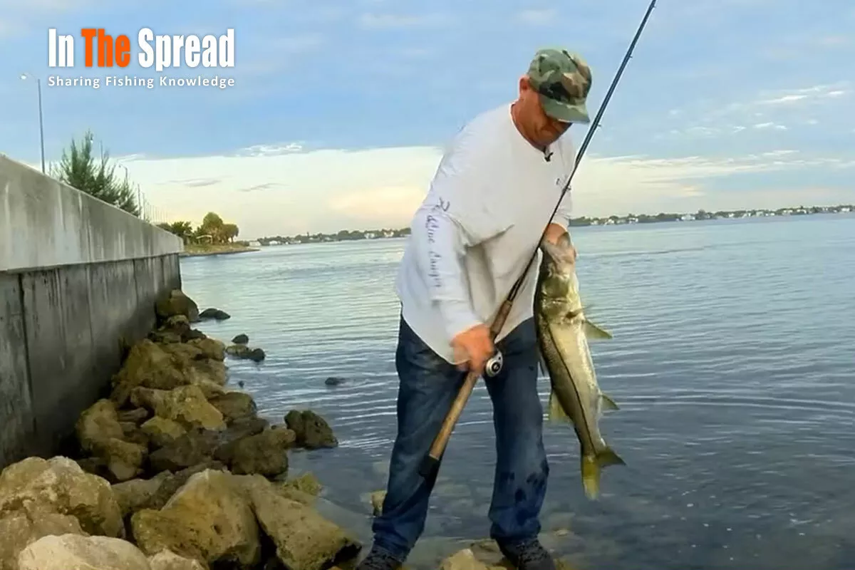 Jig Fishing Snook Under Bridges