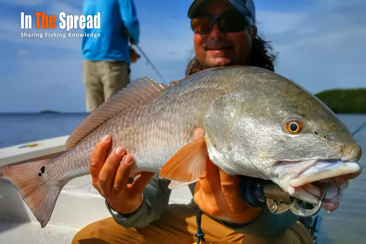 Redfish Sea Trout Snook Slam
