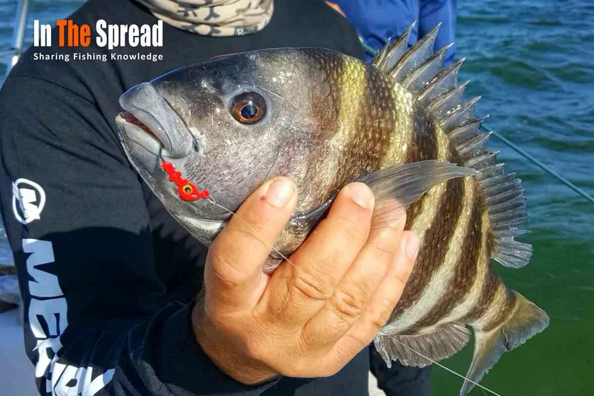 Sheepshead Fish