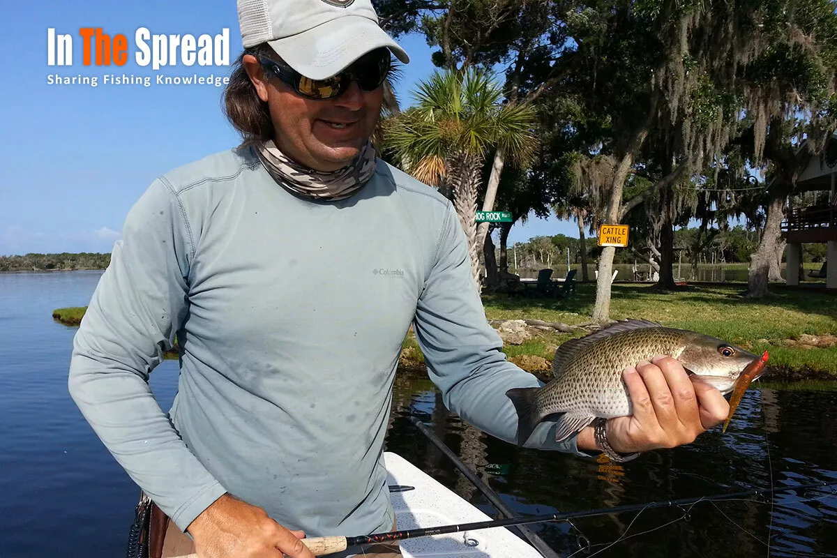 Mangrove Snapper Fishing