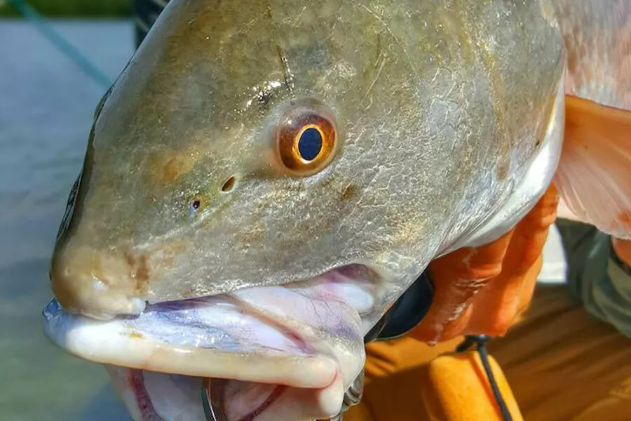 How to Catch Redfish