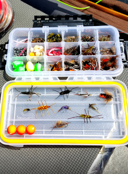 Freshwater Flies