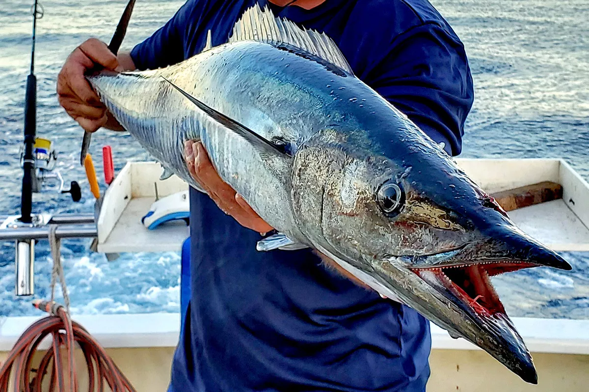 Unveiling the Ono Fish: All About Fishing for This Pacific