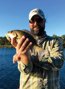Mangrove Snapper