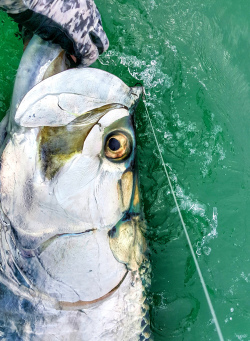Tarpon Fishing Florida's Gulf Coast