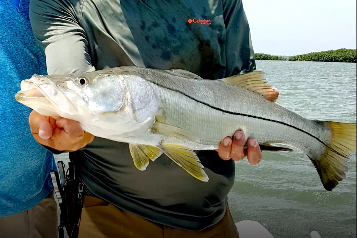 Quick Trick To Catch More Snook Using Paddletails