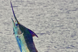 Blue Marlin Fishing - Trolling with Kevin Hibbard