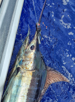 Blue Marlin Fishing