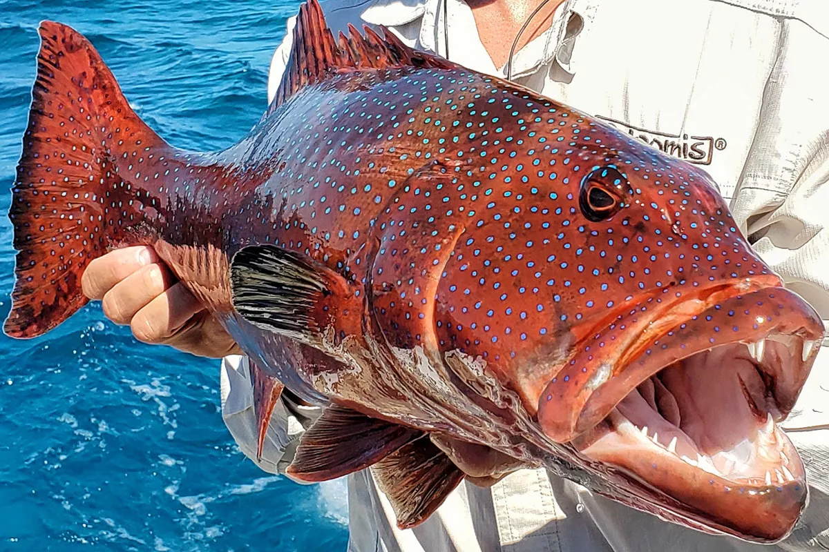 the mouth of a coral trout loaded with sharp teeth