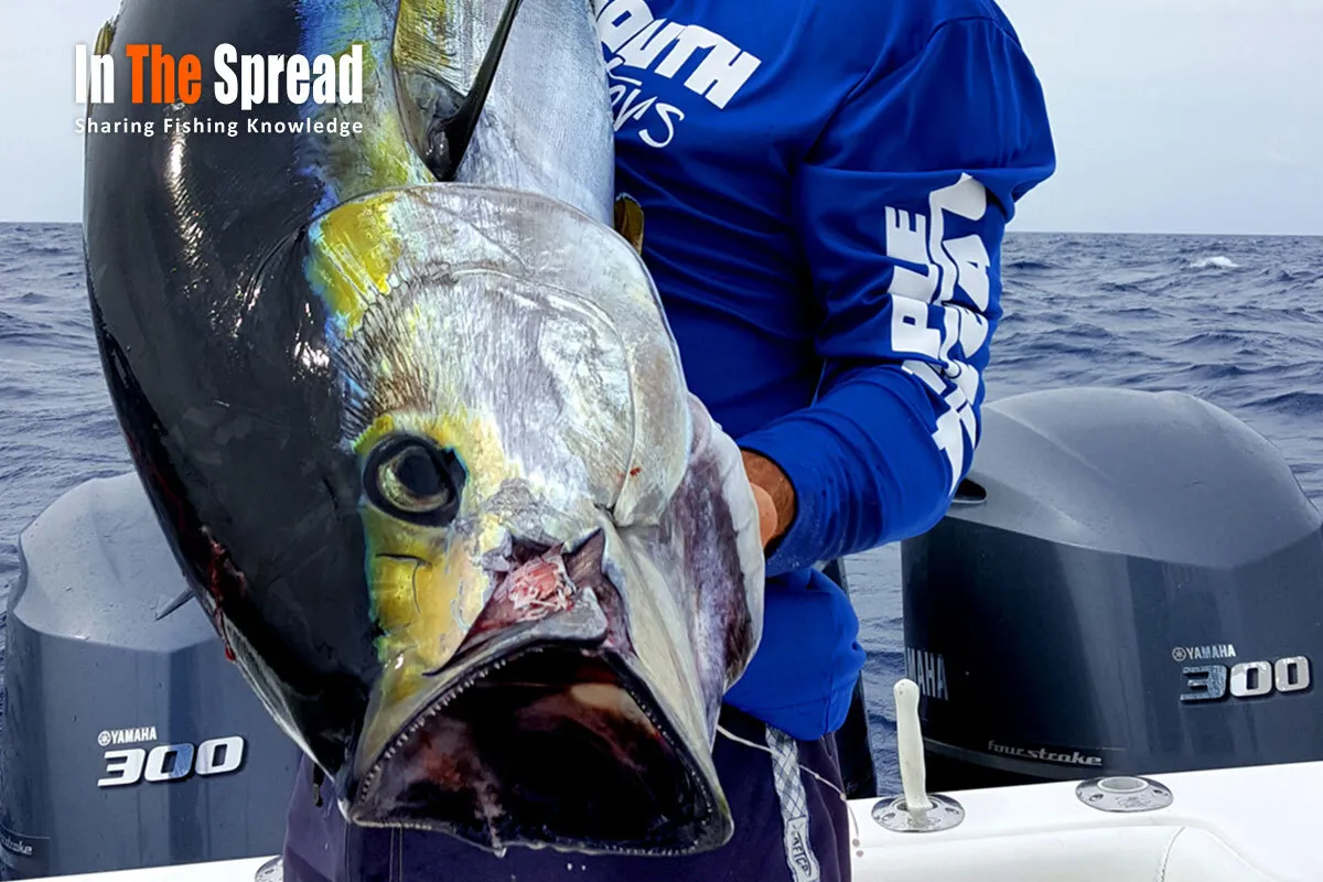 Tuna Fishing - Live Bait Chumming Yellowfin - Venice Louisiana