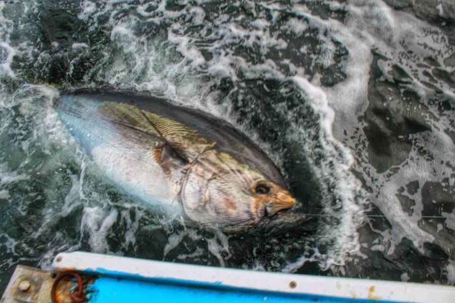 Hooks for Tuna Fishing