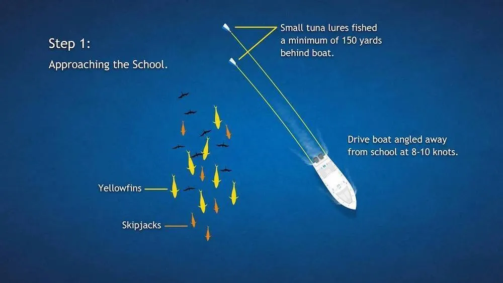 Yellowfin Tuna Fishing - Getting on Fish diagram