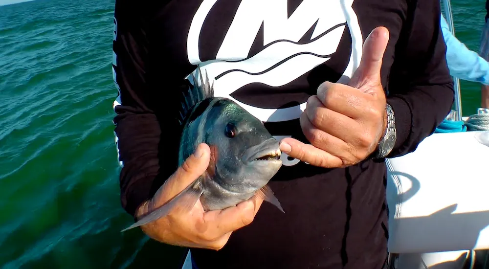William Toney shows what sheepshead teeth look like