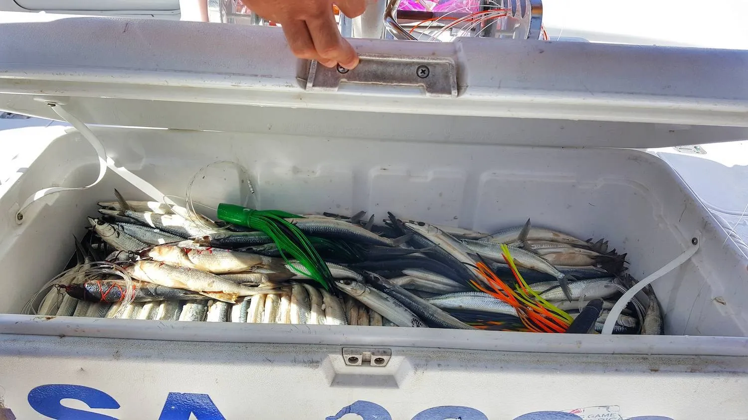 Cooler full of Ballyhoo Fish - rigged for billfish