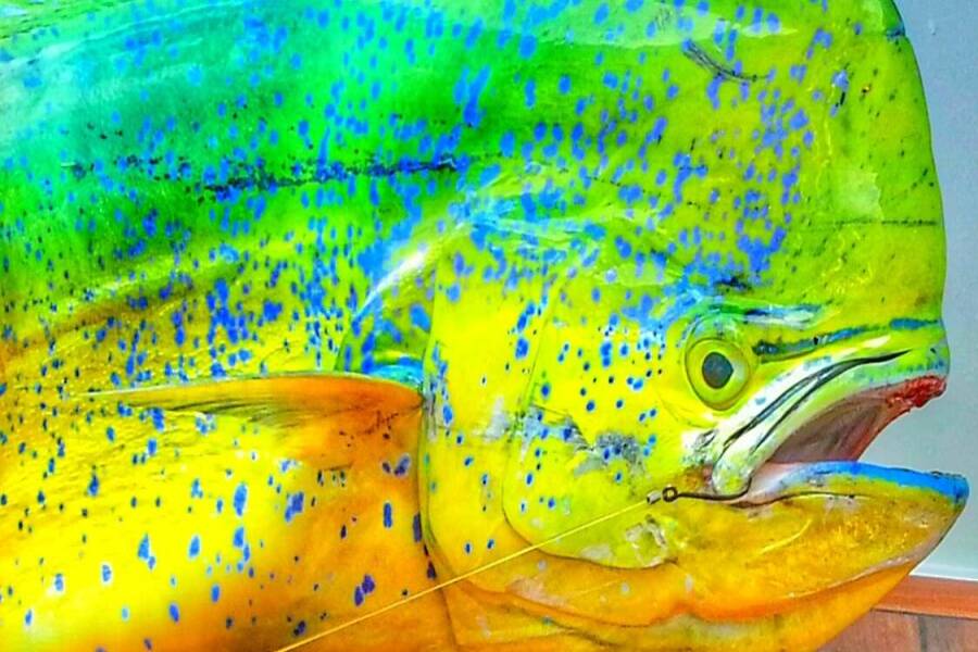 Dolphin Fishing Tackle