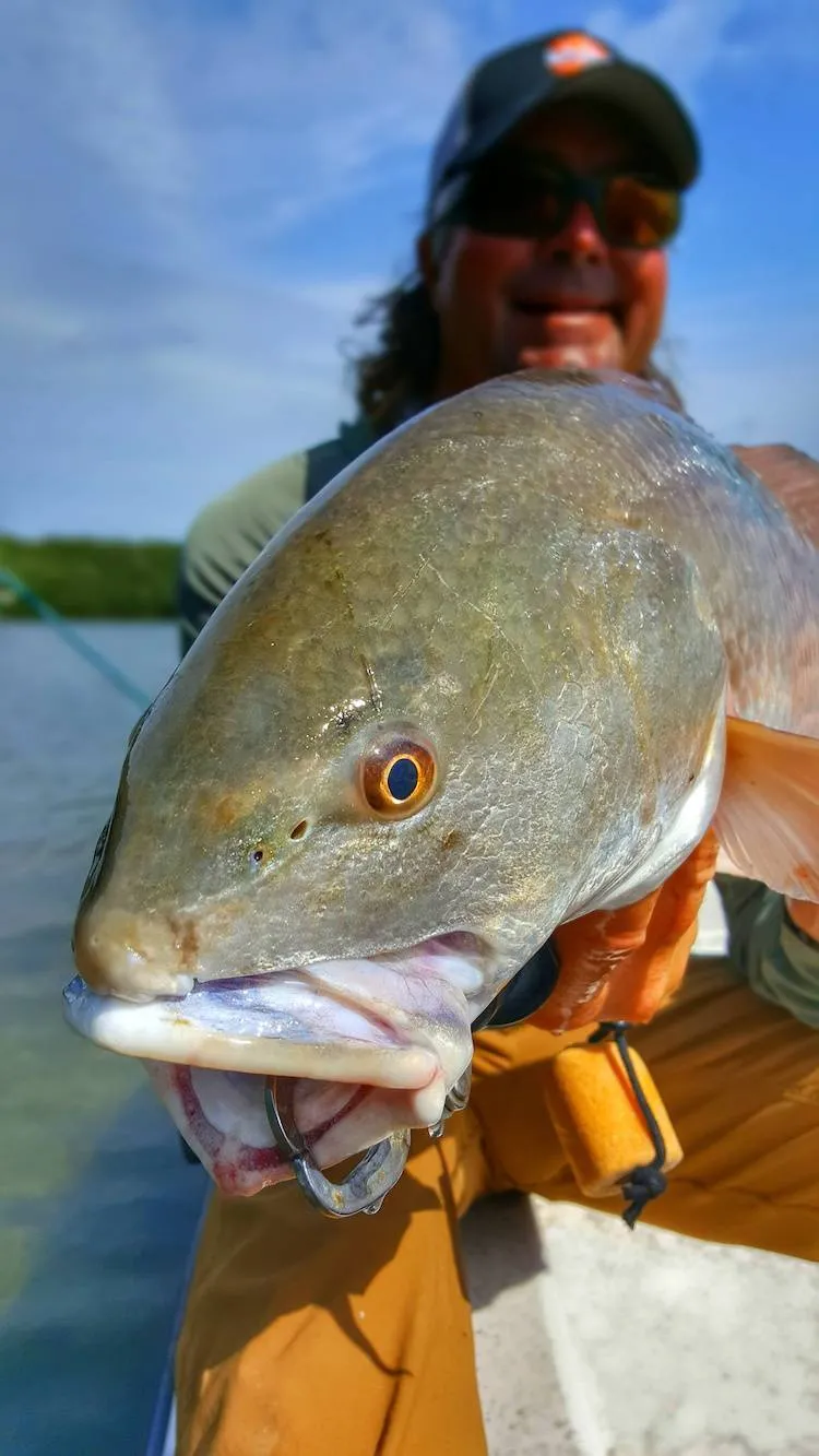 Redfish head showing the downturned subterminal mouth built for feeding on the bottom