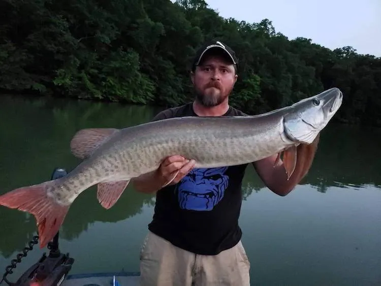 Cory Allen holds big muskellunge caught fishing low light late afternoon conditions using topwater lure