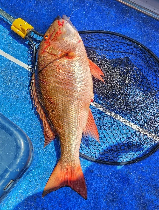 mutton snapper on the deck