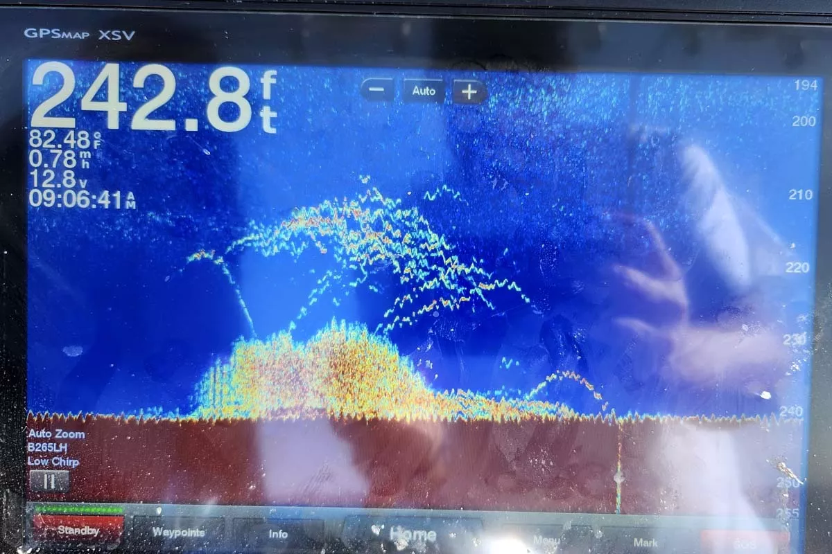 garmin sonar showing mutton snapper on the bottom