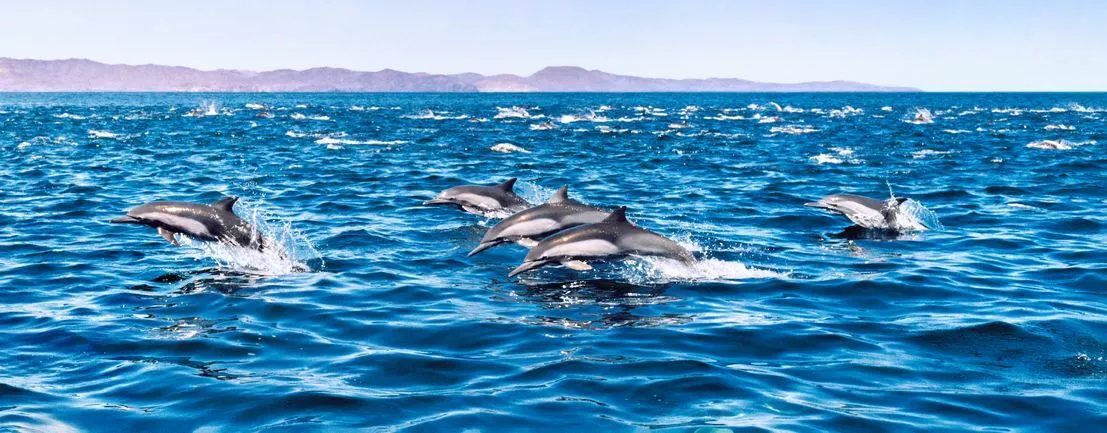 School of dolphin leaping through baitfish as yellowfin tuna feed below offshore.