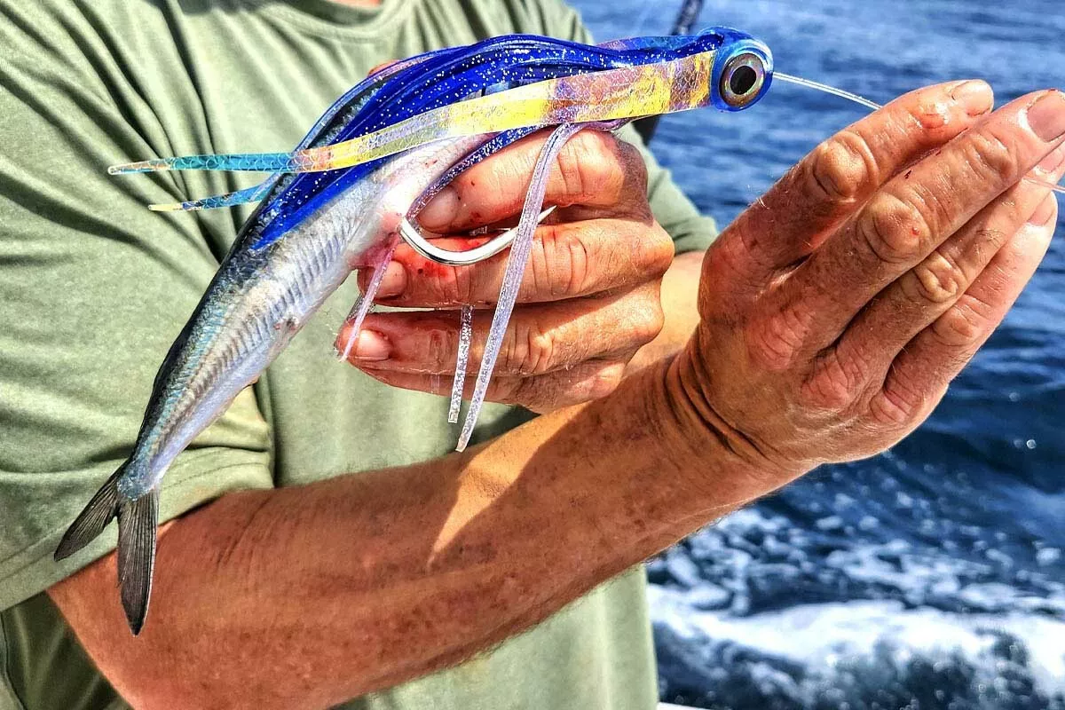 skirted ballyhoo rigged for tuna fishing