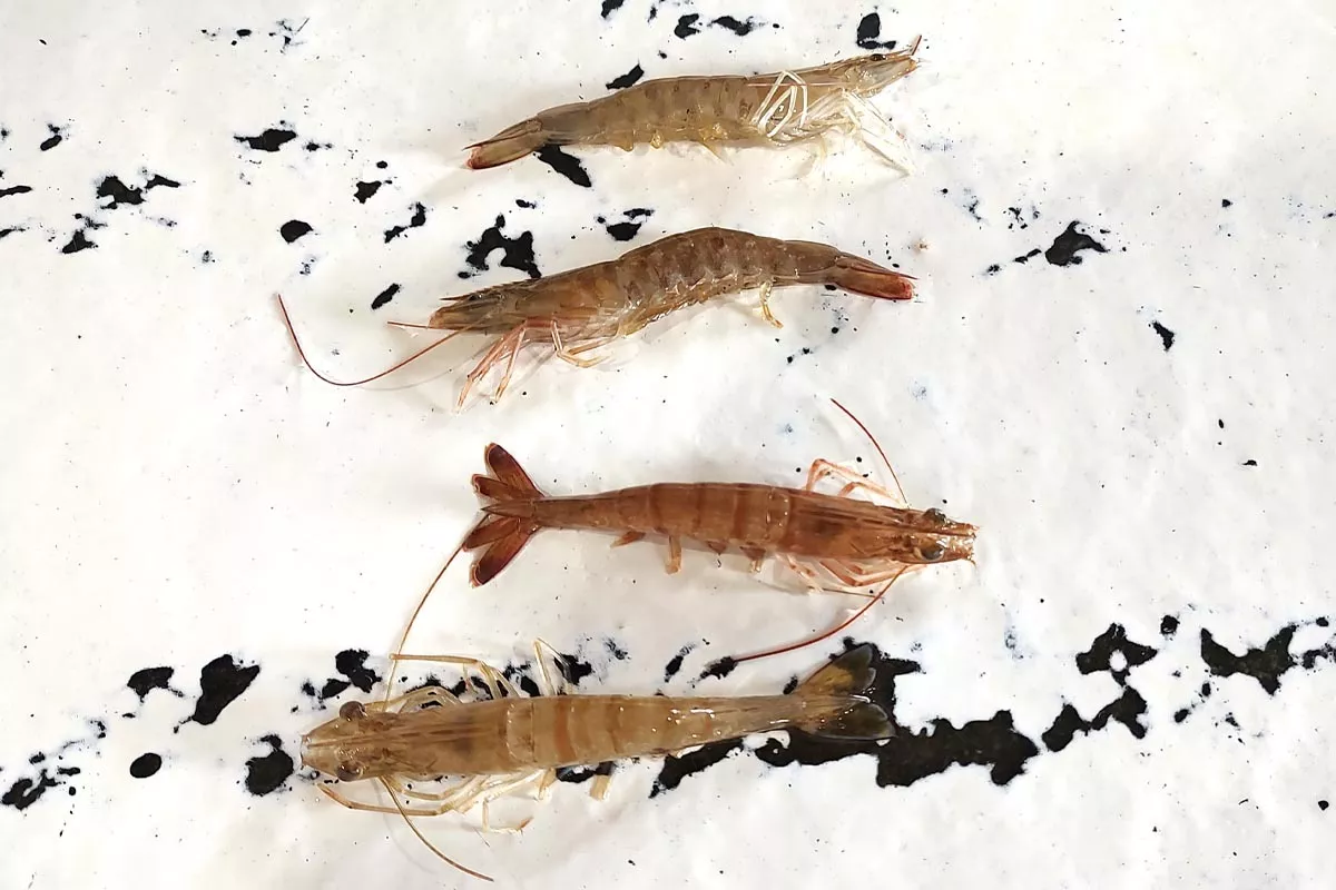 live shrimp for mangrove snapper fishing