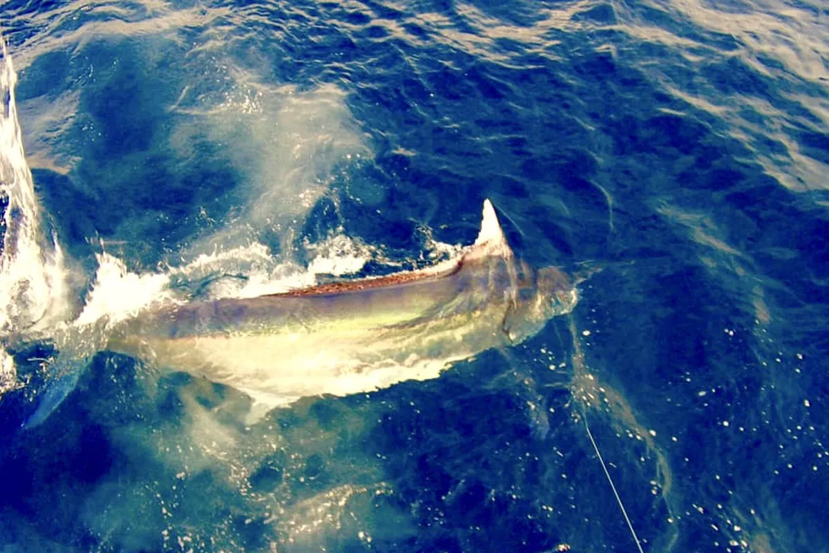 Mike Hennessy leadering black marlin fishing Costa Rica aboard Colio