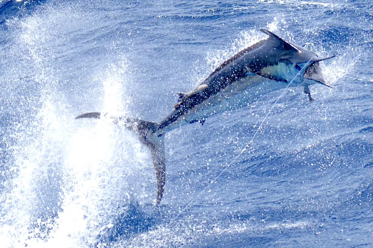 blue marlin jumping near Colio Sportfishing on the leader