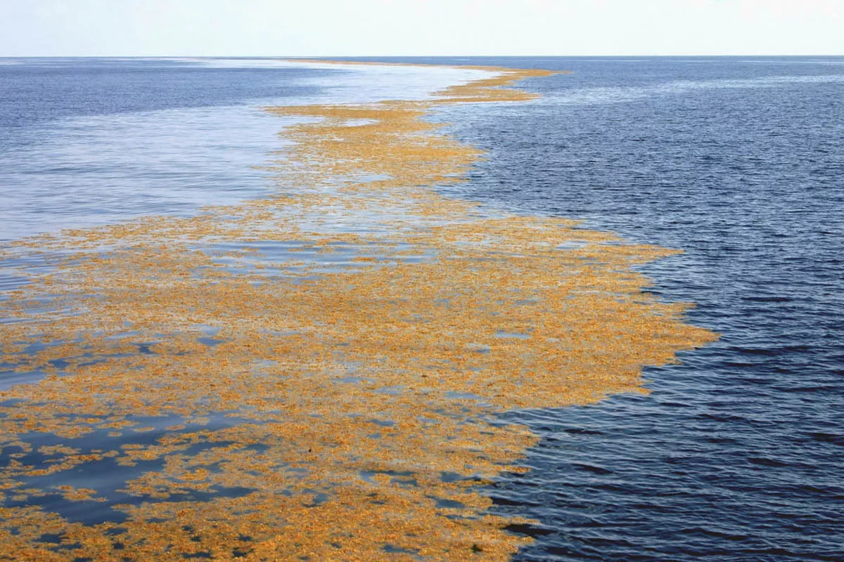 sargassum weed line offshore