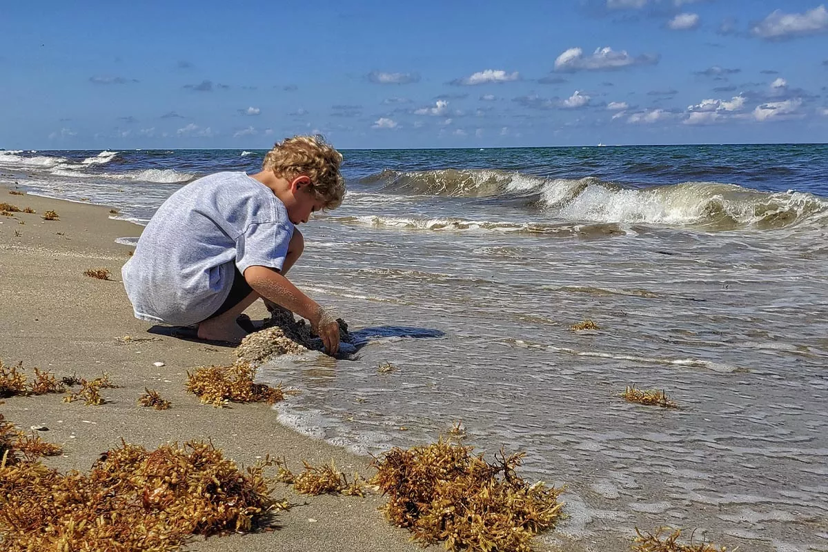 sargassum seaweed on delray beach florida