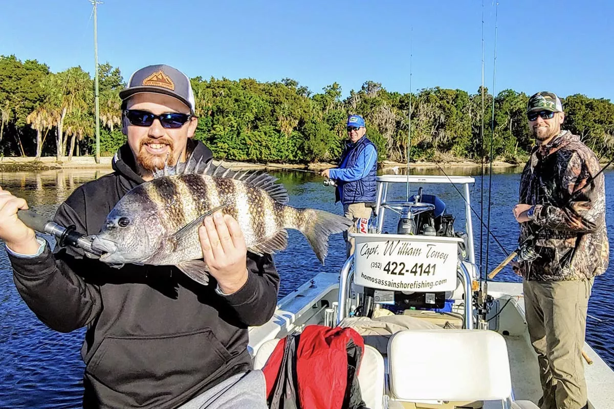 big sheepshead caught in Homosassa with William Toney