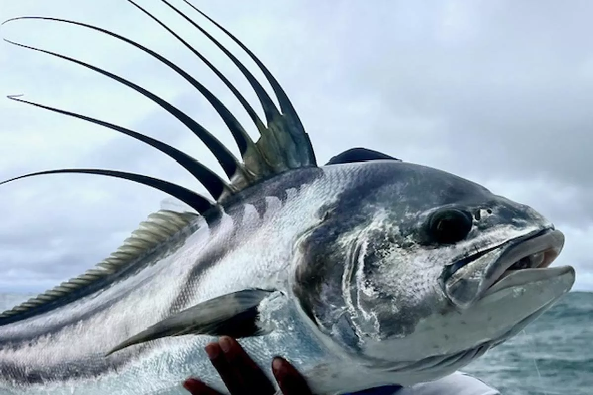 dorsal fins of a costa rica roosterfish