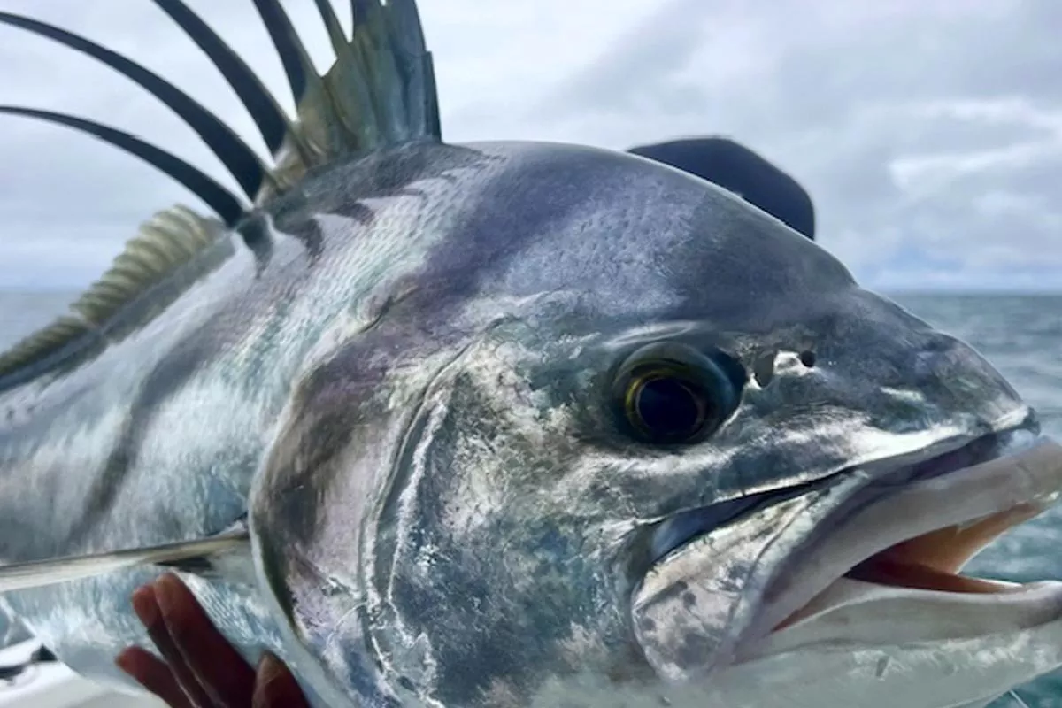 roosterfish fishing costa rica upclose with luis salazar