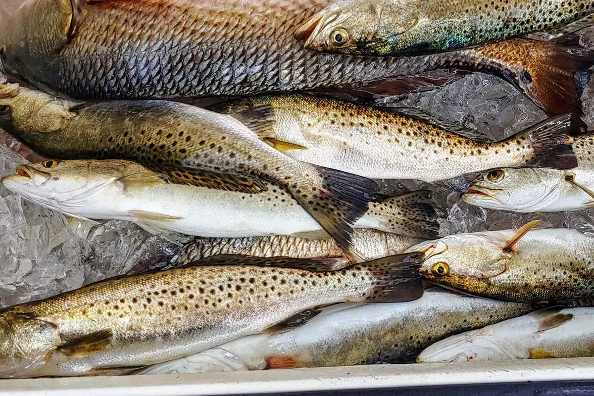 cooler full of speackled seatrout on ice