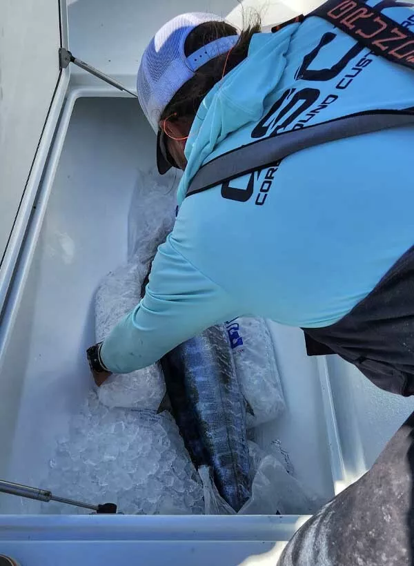 Mike Dupree covering wahoo with ice in the fish box