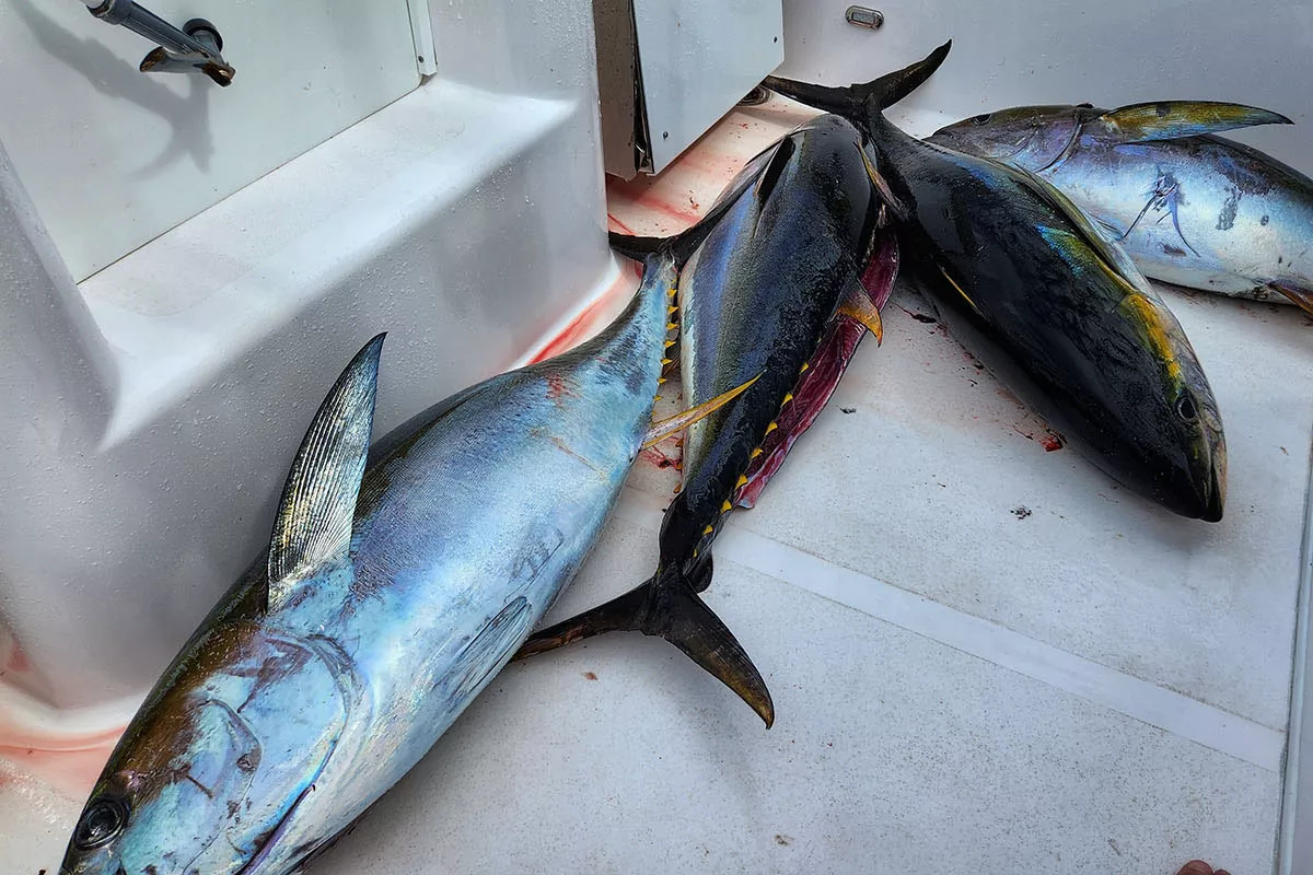 yellowfin tuna caught on spiner dolphin schools in Costa Rica