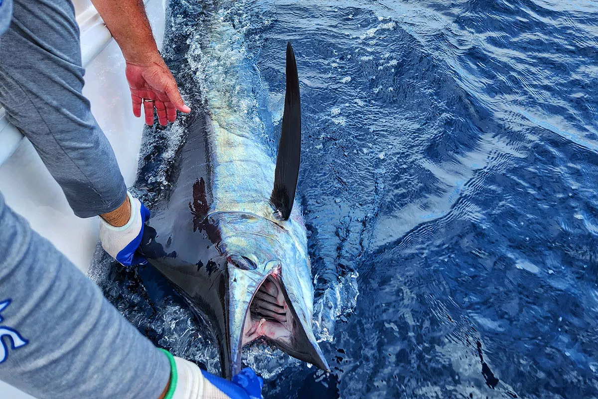 blue marlin being released boatside in Costa Rica with Mike Hennessy