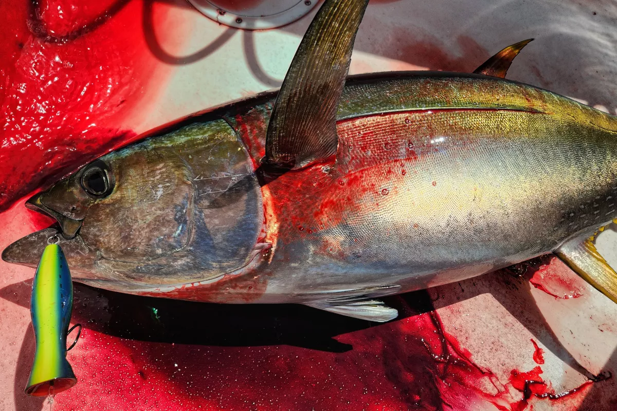 yellowfin tuna caught on a All or Nothing popper in Costa Rica with Mike Hennessy