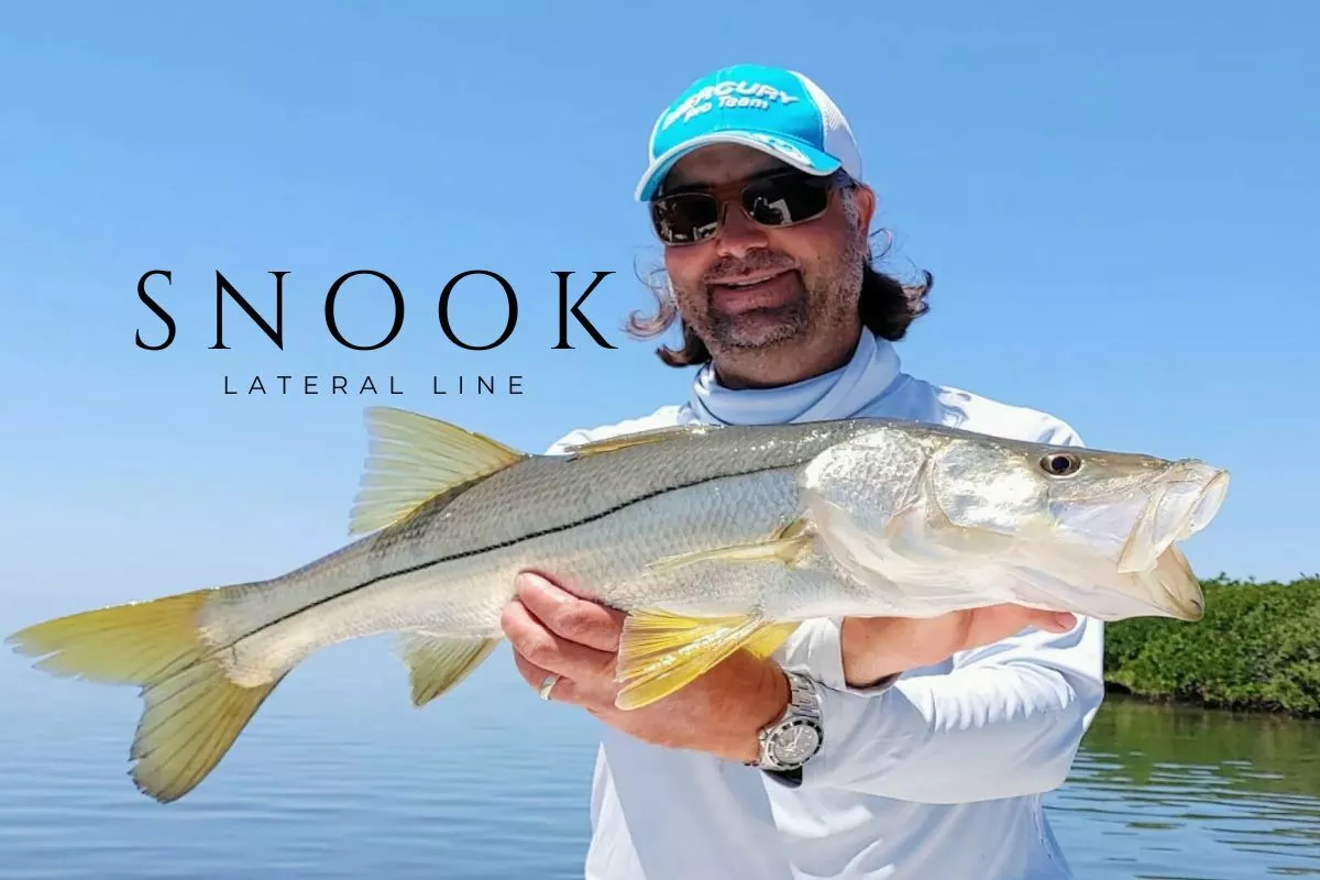 The Lateral Line on a Snook caught by William Toney