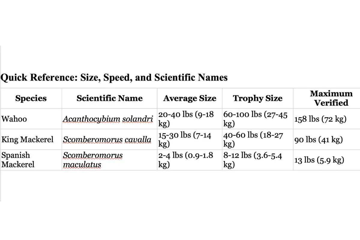 Quick Reference Table: Size, Speed, and Scientific Names of Mackerel