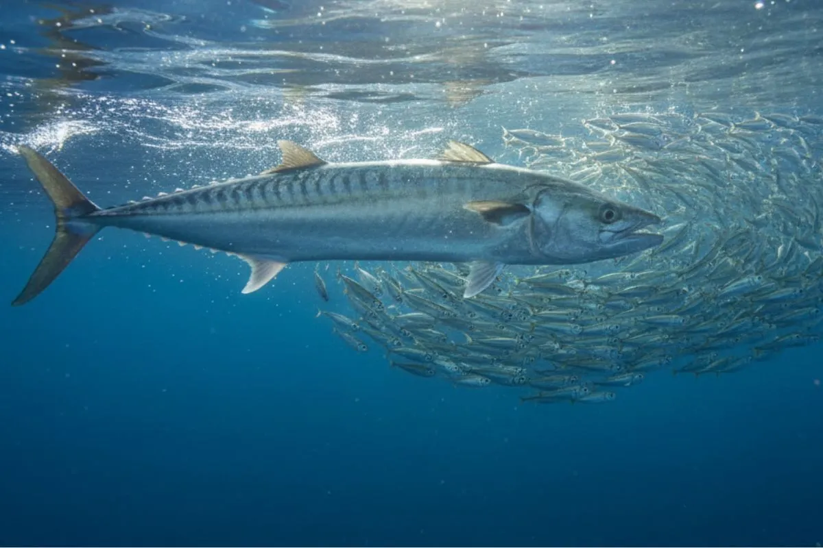 king mackerel stalking a bait fish school