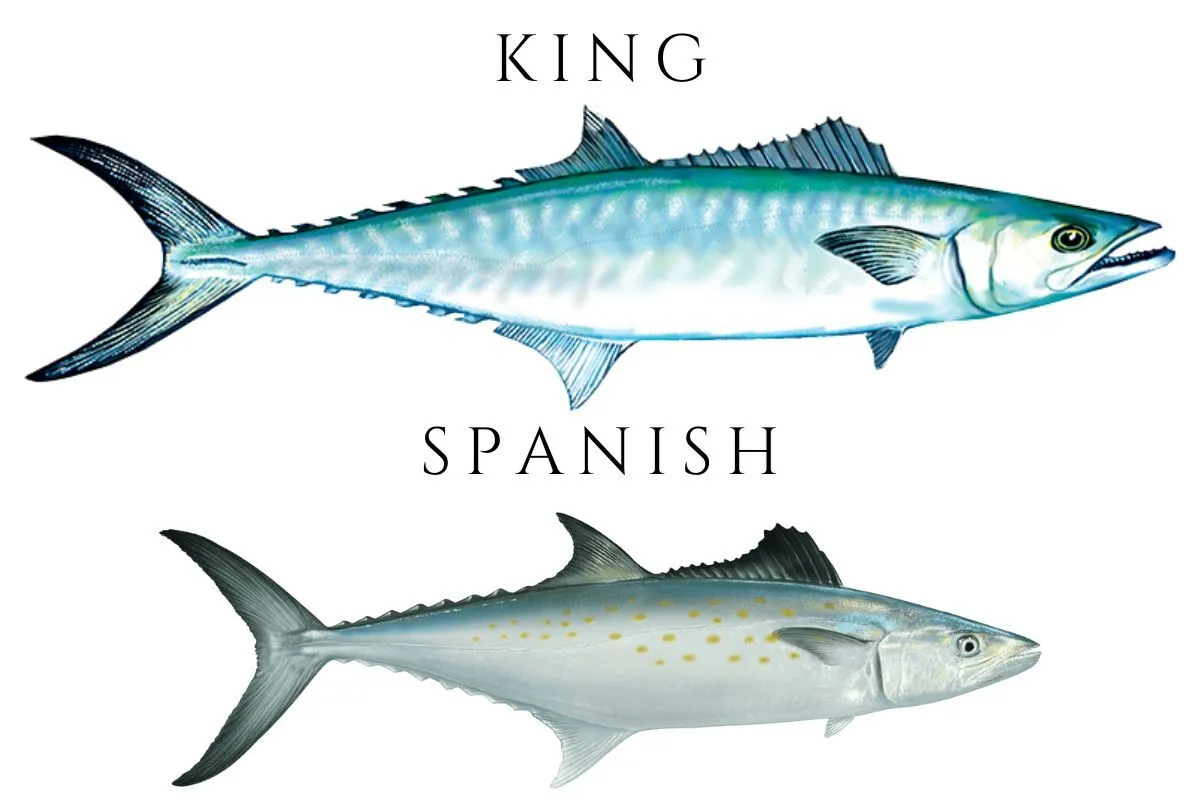 image showing king mackerel vs spanish mackerel