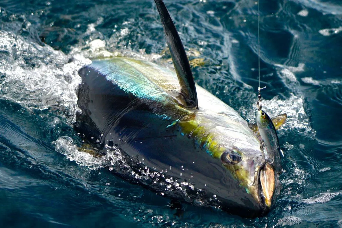 yellowfin tuna caught with stickbait