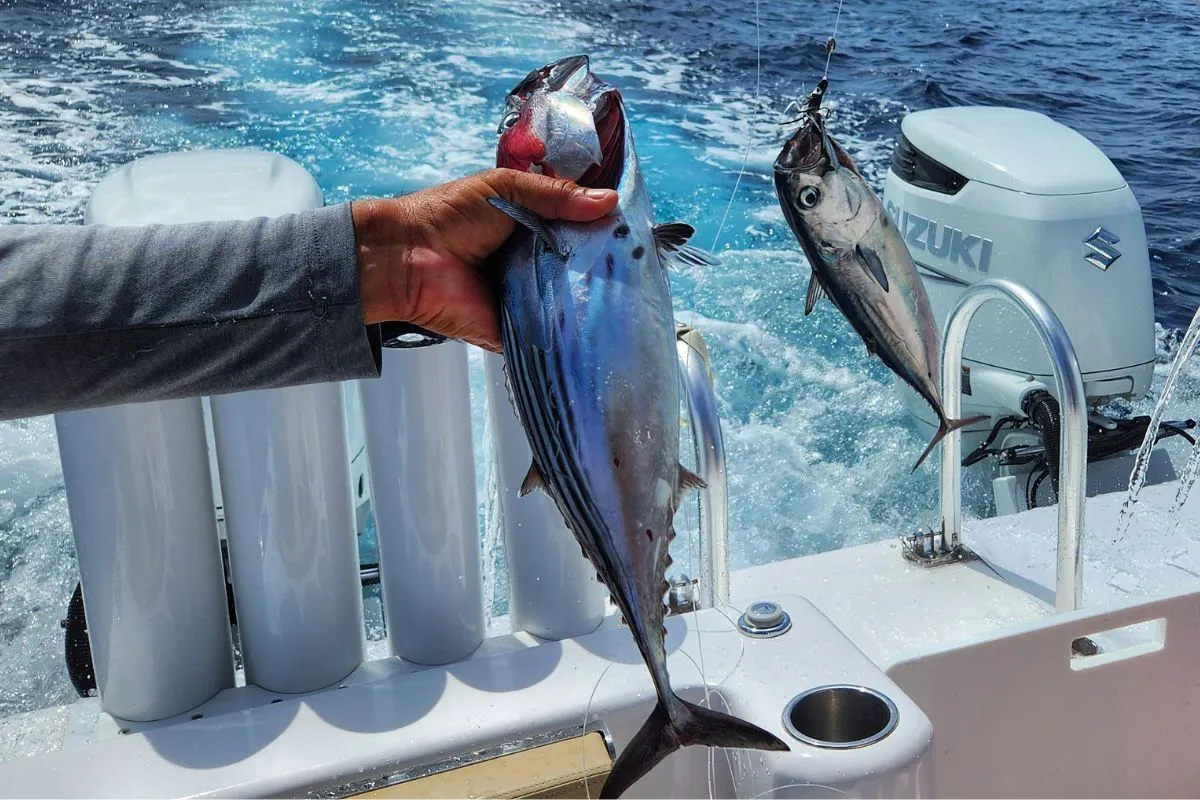 bonito for blue marlin baits