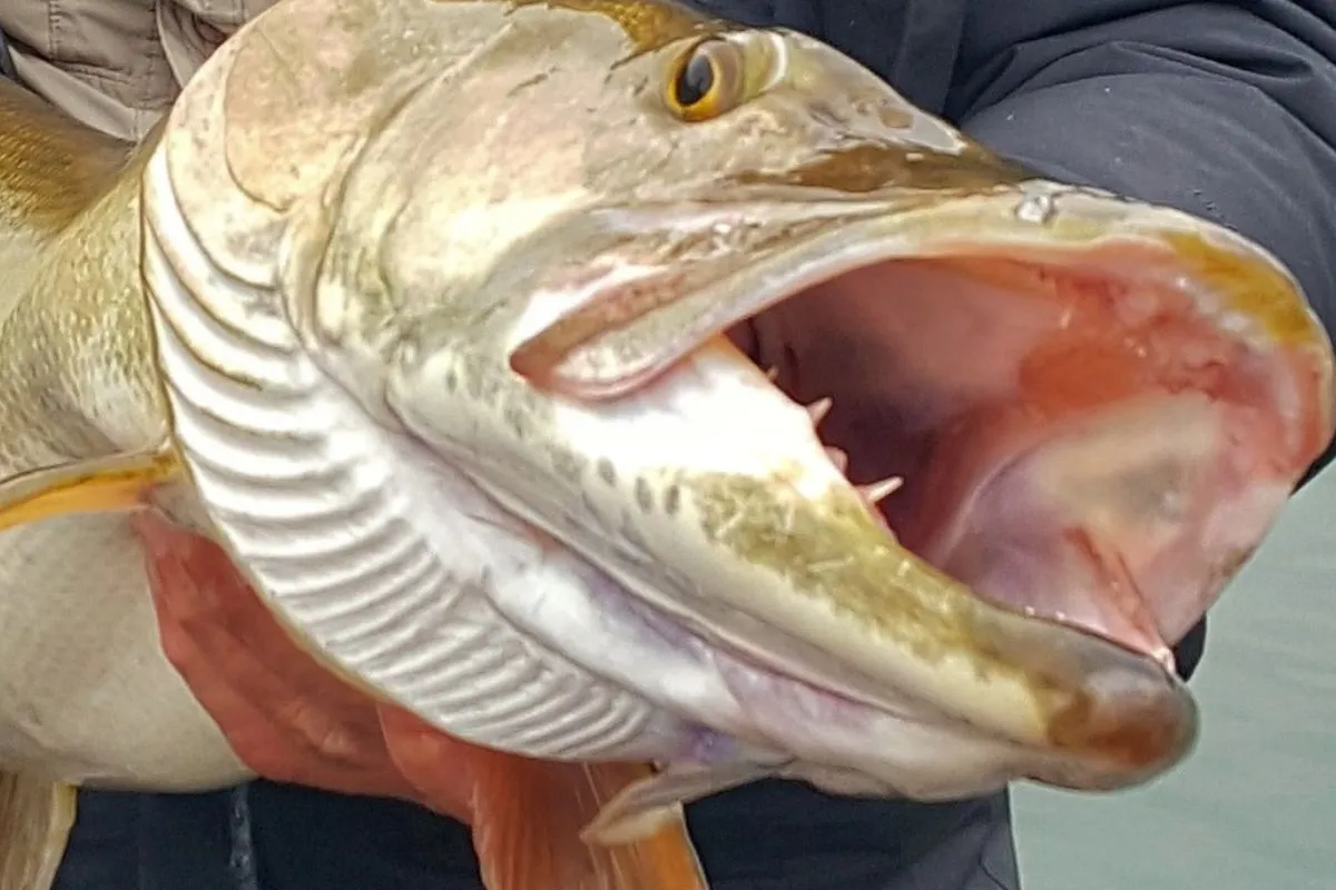 Close-up of musky head showing teeth