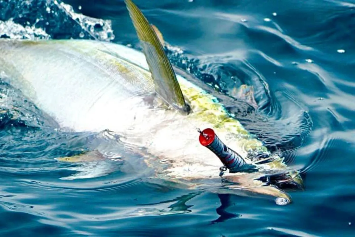 yellowfin tuna with a surface popper in its mouth